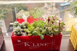 川崎K-Line集装箱花盆|绿色植物集装箱盆栽