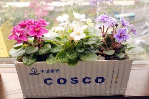 中远COSCO集装箱花盆|绿色植物集装箱盆栽