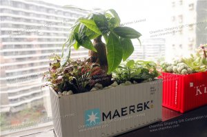 Maersk Container Flower Pot|Potted Container|Bonsai Container